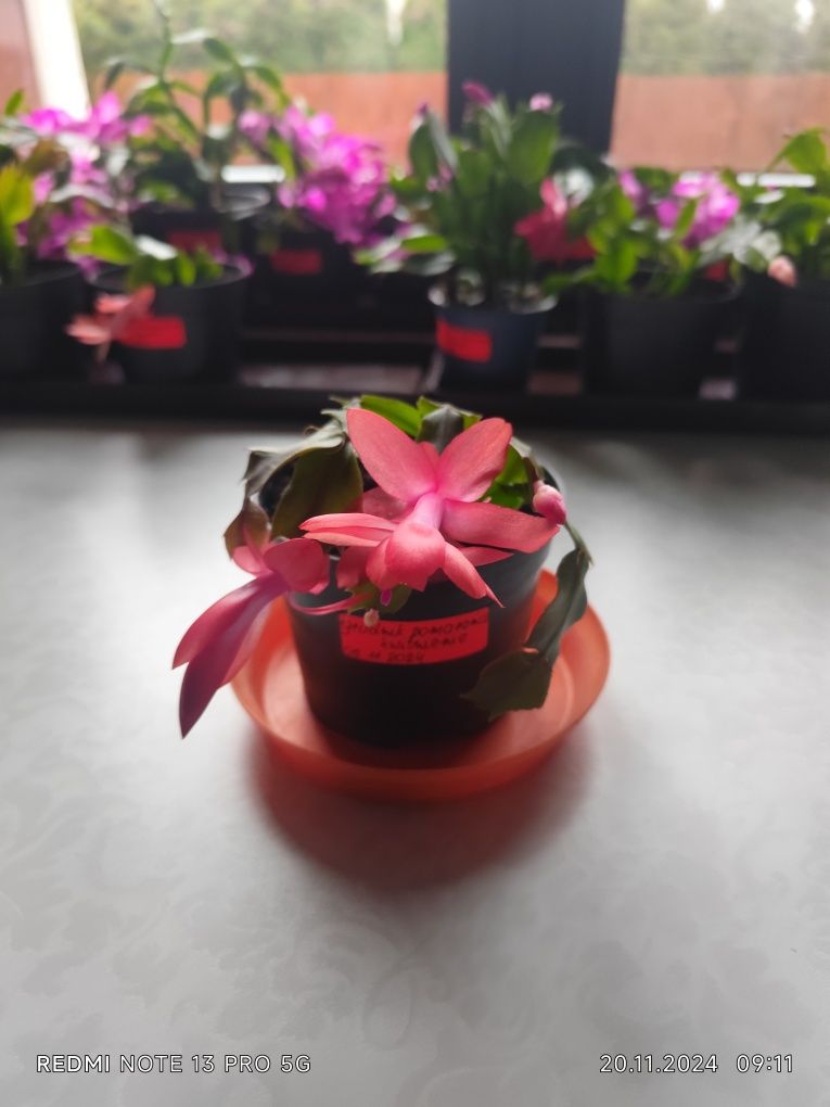 Grudnik, szlumbergera, kaktus Bożego Narodzenia
