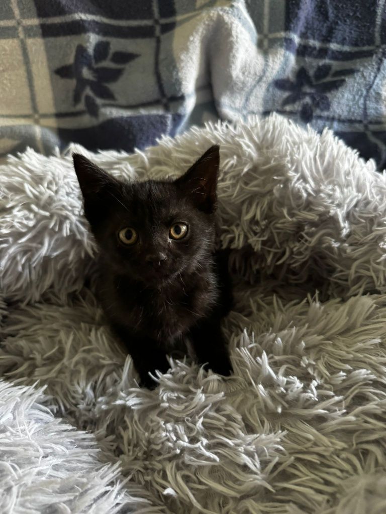 Malutkie kotki do adopcji