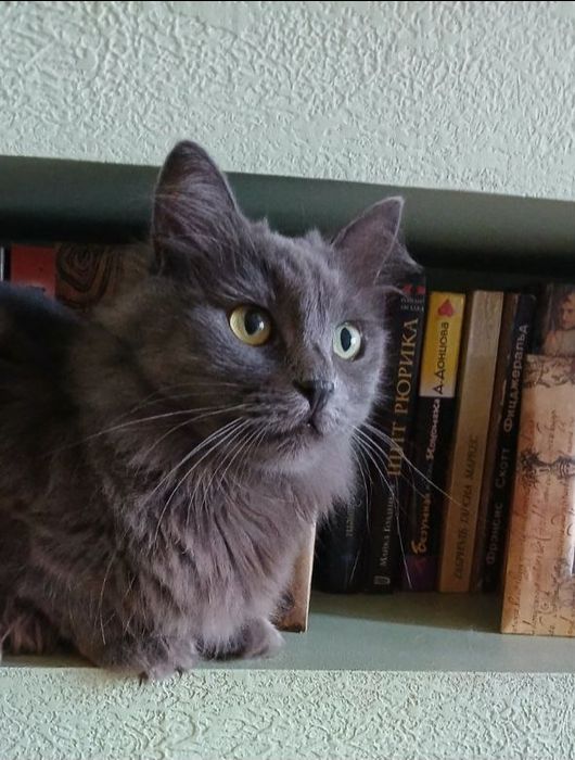 Отдам даром в добрые руки серую пушистую кошечку породы Нибелунг