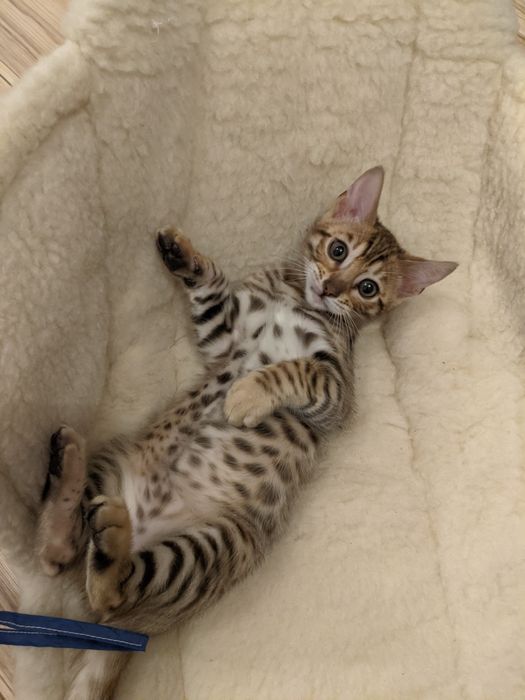 Чохол з хутра на санчата, або візок