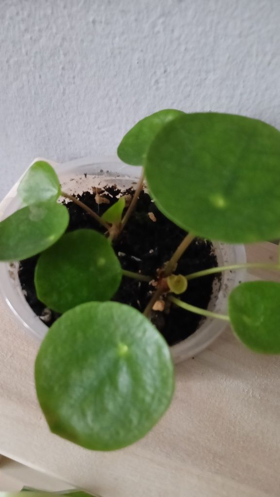 Pieniążek 2 sadzonki pilea