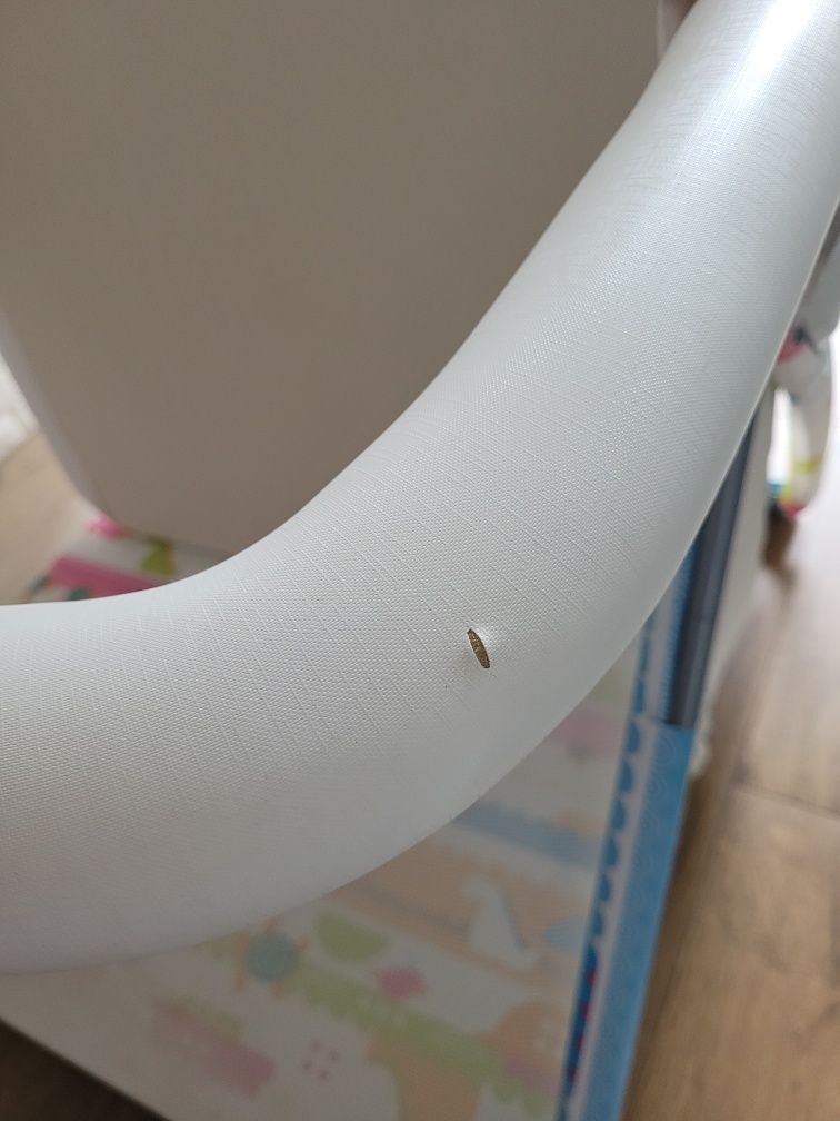 Kojec Berber Horn