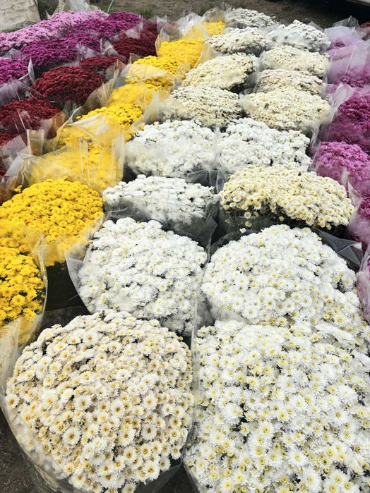 Chryzantemy drobnokwiatowe