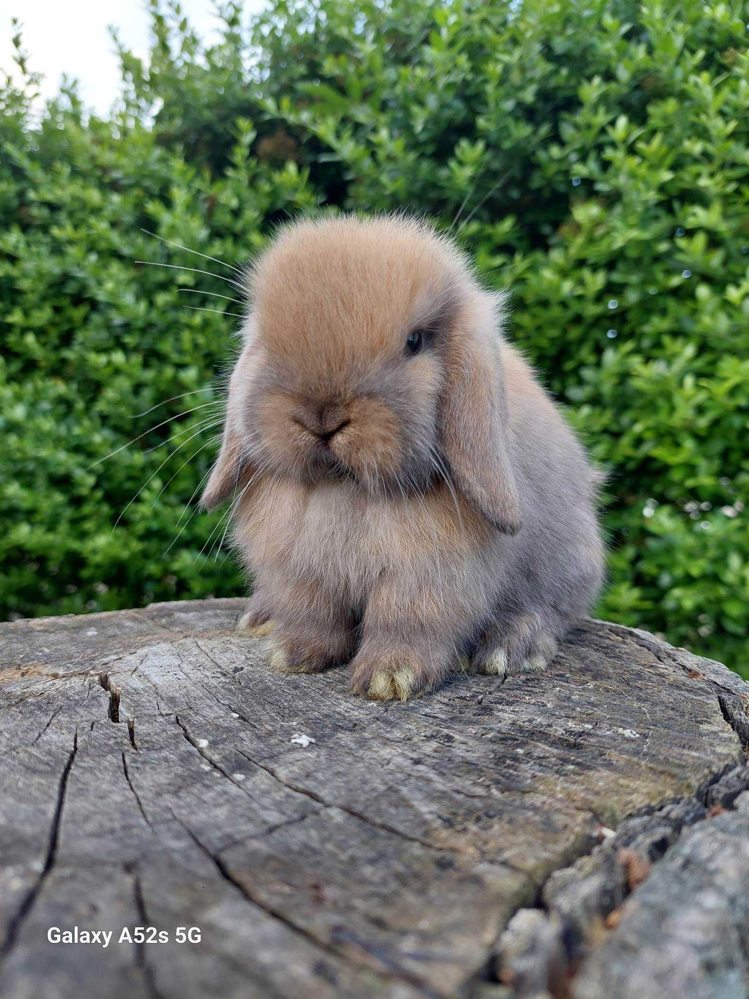 Mini lop karzełek Teddy hodowla zarejestrowana