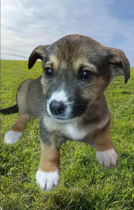 Отдаю в хорошие руки щепотка 3мес.