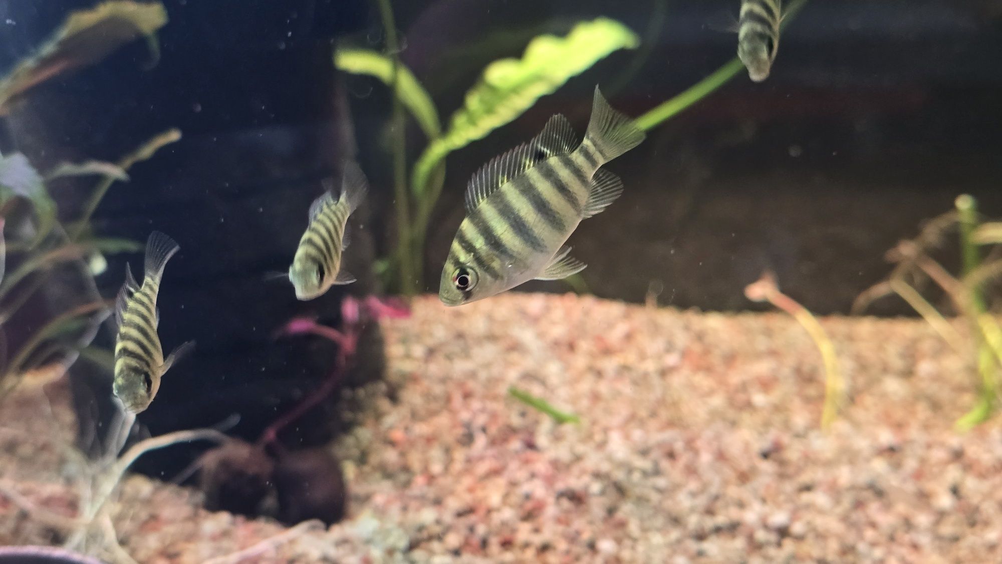 Pielegnice Tilapia Marii - młode