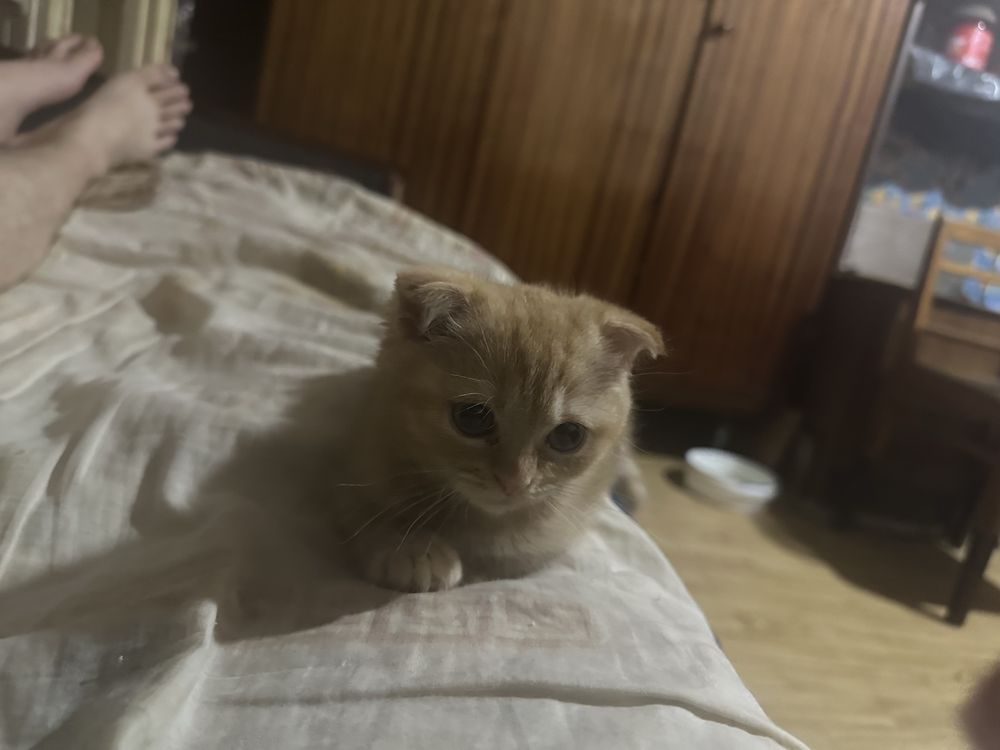 Продаеться  кошеня скоттіш фолд