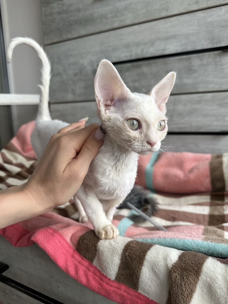 Кошеня Девон рекс