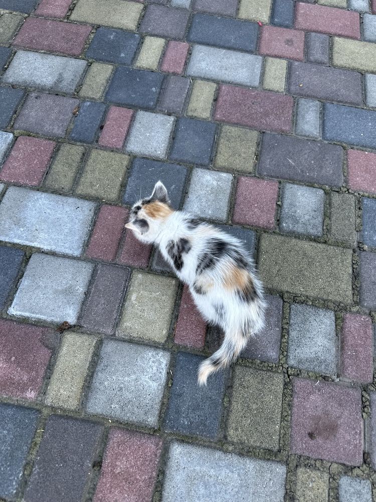 Котики в добрі руки