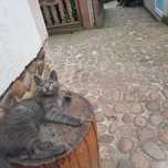 Котик шотландець 2 міс