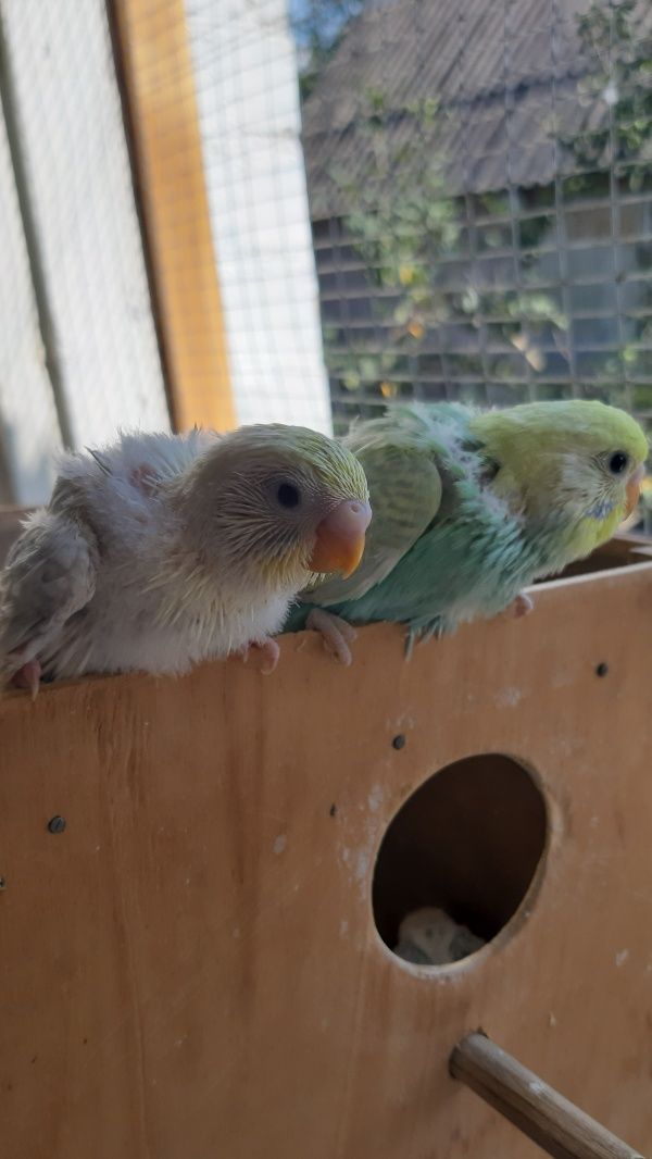 Птенцы радужных волнистых попугаев