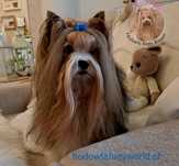 Biewer Yorkshire terrier