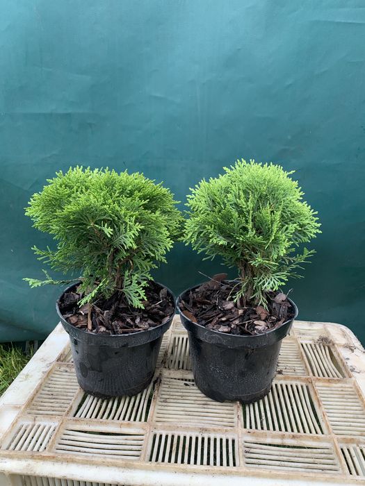 Tuja szmaragd 40/60cm danica brabant