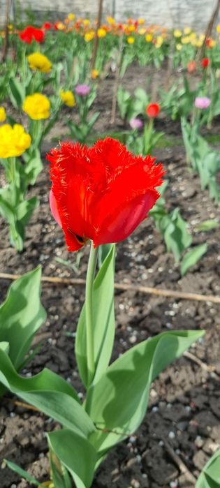 Тюльпаны (на луковицу и на стакан) жёлтые махровые и другие