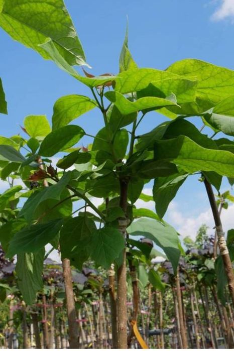 Sprzedam Drzewka ozdobne Okazja!