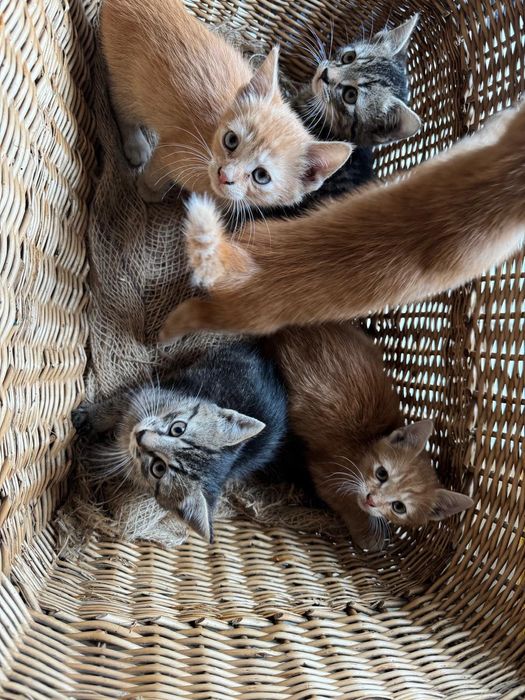 Oddam kocurka w dobre ręce