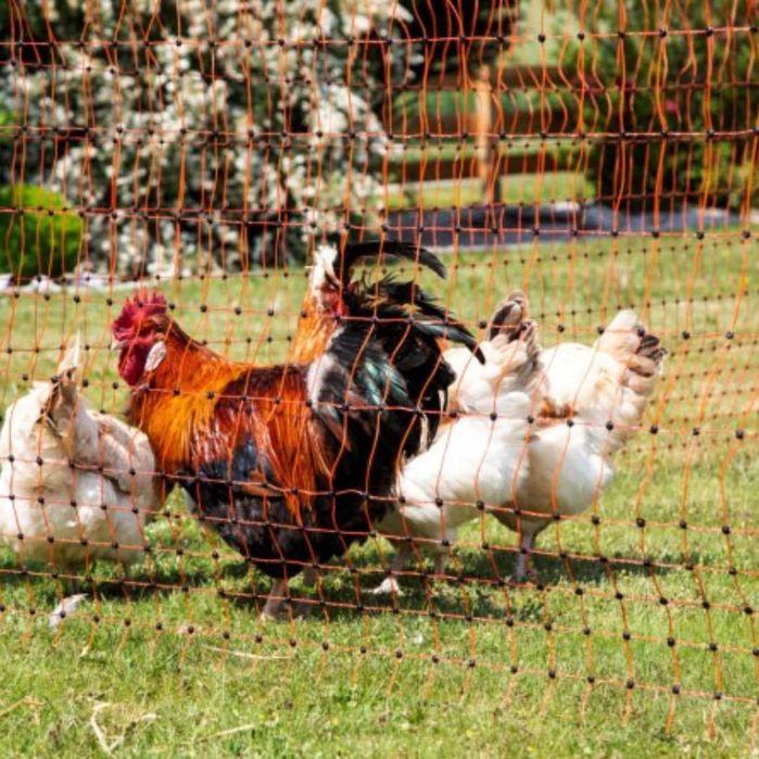Siatka ogrodzeniowa elektryczna dla drobiu owiec , 50m-108 cm 2 szpice