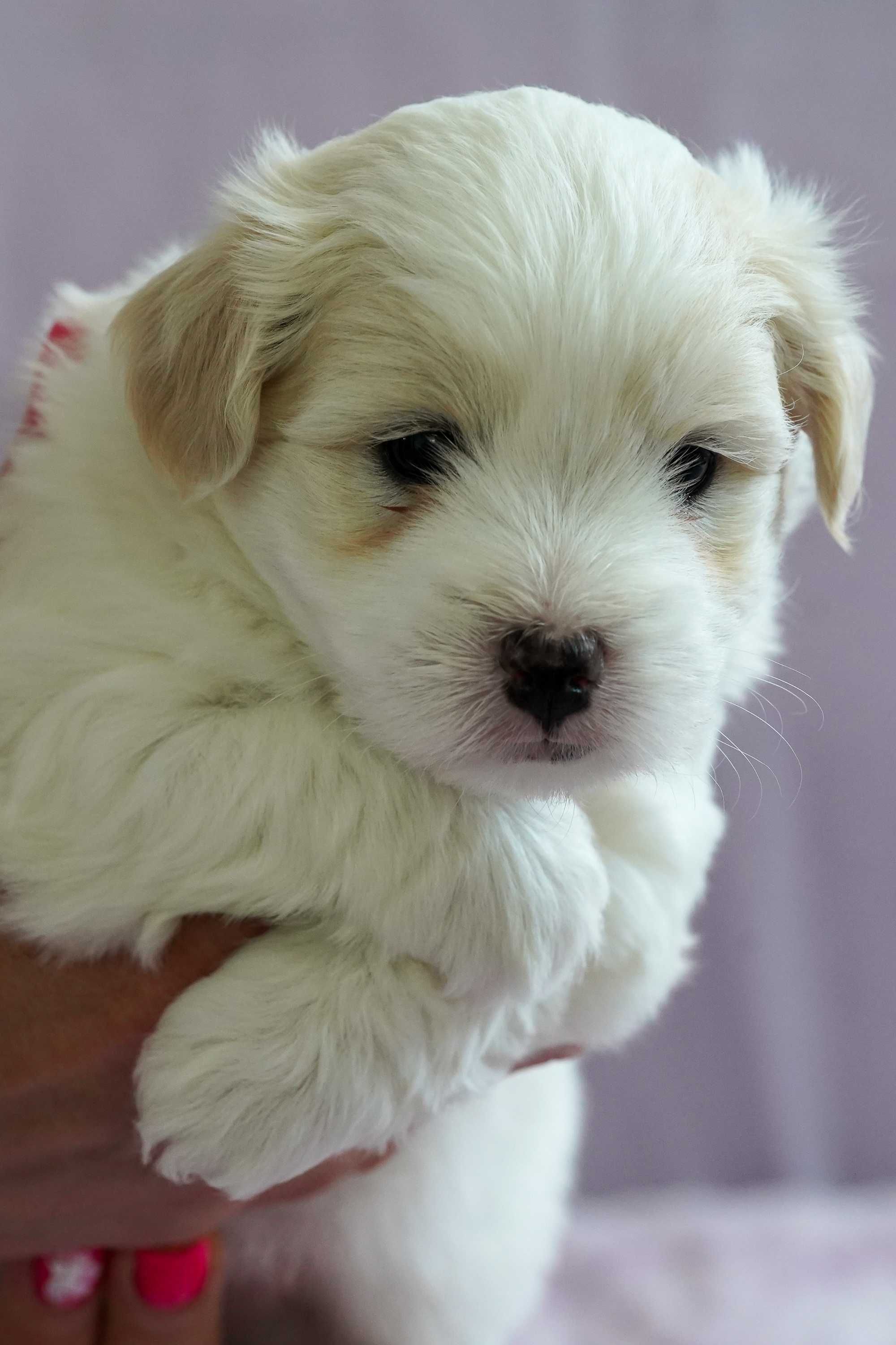 Coton de Tulear szczeniak FCI