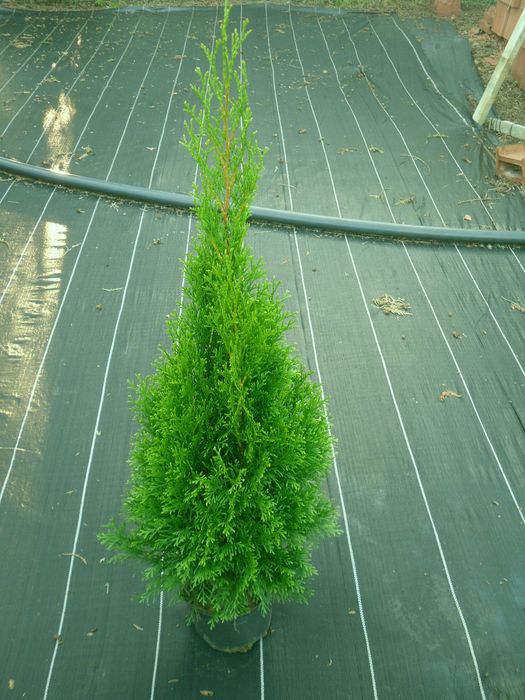 Tuje szmaragd na sprzedaż