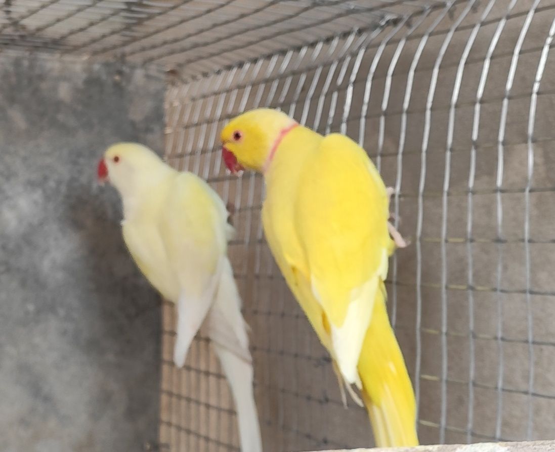 Casal de ring neck reprodutor