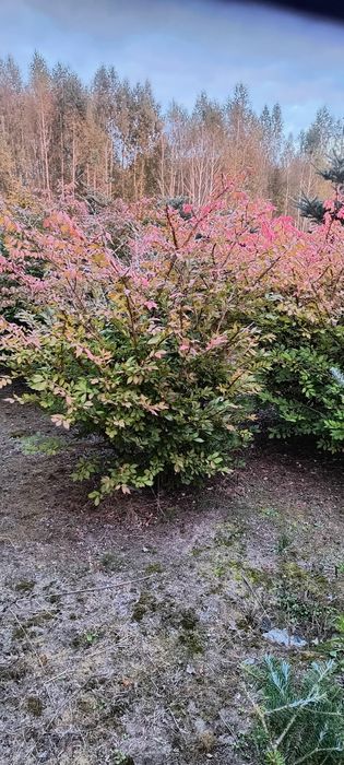 Trzmielina Oskrzydlona 150-175