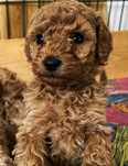 Pudel Miniaturowy apricot morelowy do rezerwacji