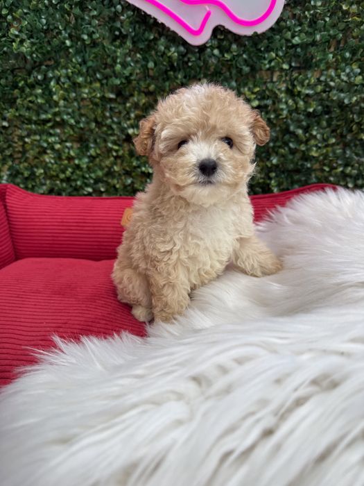 Міні мальтипу ф1