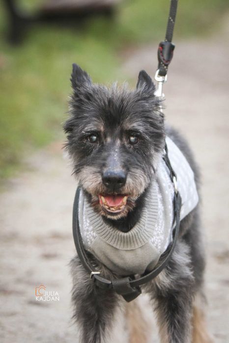 PILNE! Dom tymczasowy dla Maksia