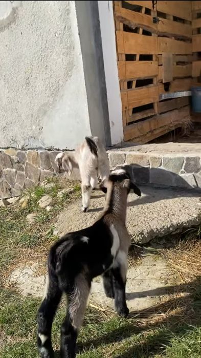 Два братика нубо-альпійчики (69% + 31%)