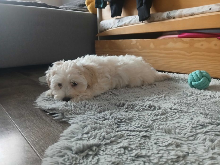 Śliczna Suczka Maltipoo