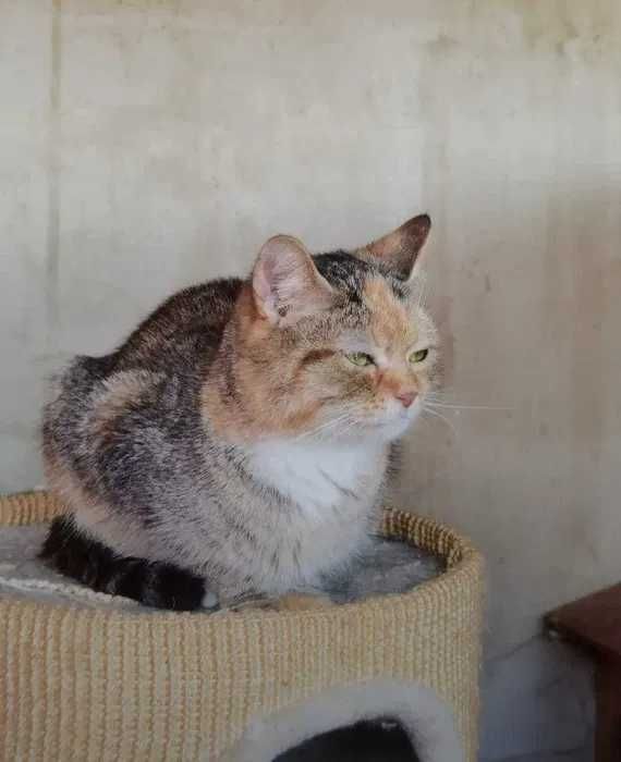 Zocha – kocia dusza towarzystwa szuka domu pełnego czułości