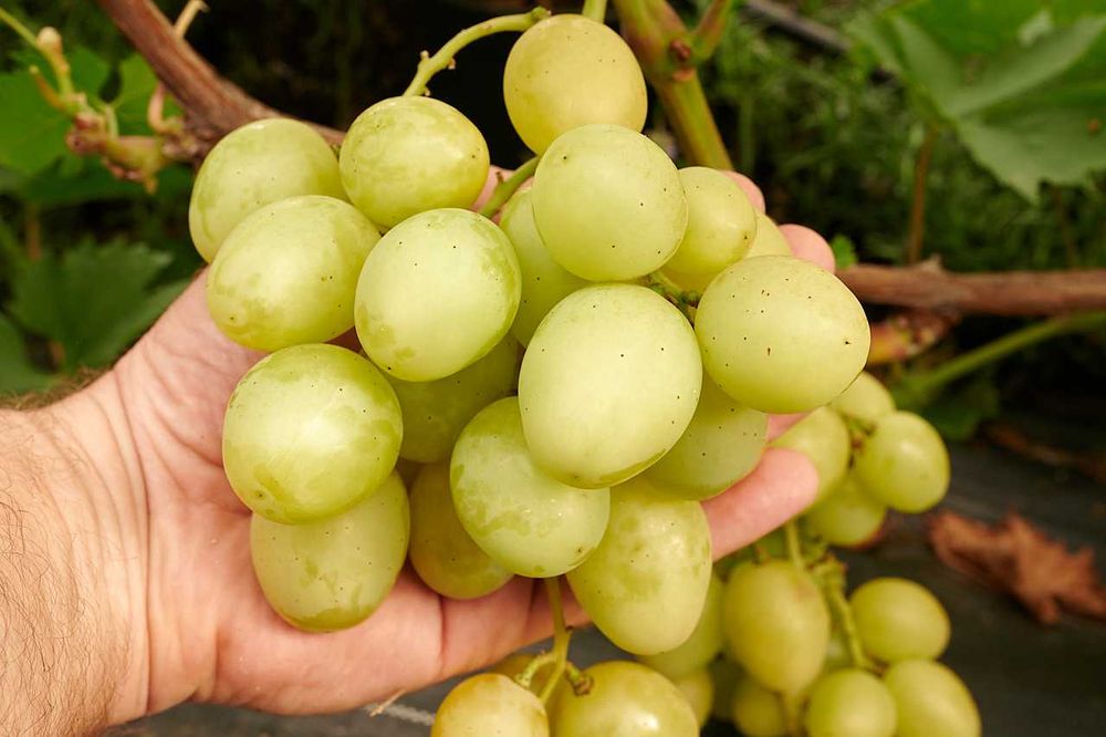 Geliodor, winogron beznasienny, sadzonki winorośli, kiszmisz
