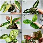 Sadzonki syngonium rst aurea panda strawberry ice emerald Gem laima