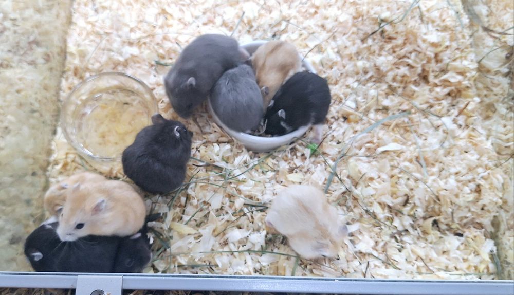 Chomiki dżungarskie.