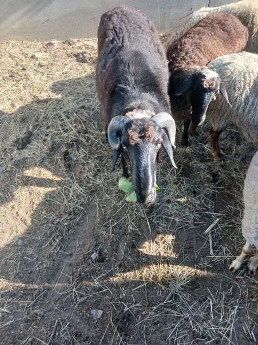 Продам Барана Курдюк