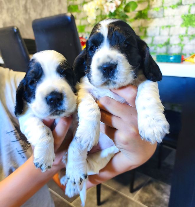 Cocker spaniel angielski biało-czarny z przesianiem
