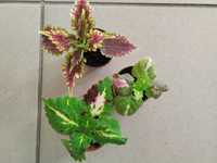 Koleus - młodzitkie roślinki 3 różne kolory.