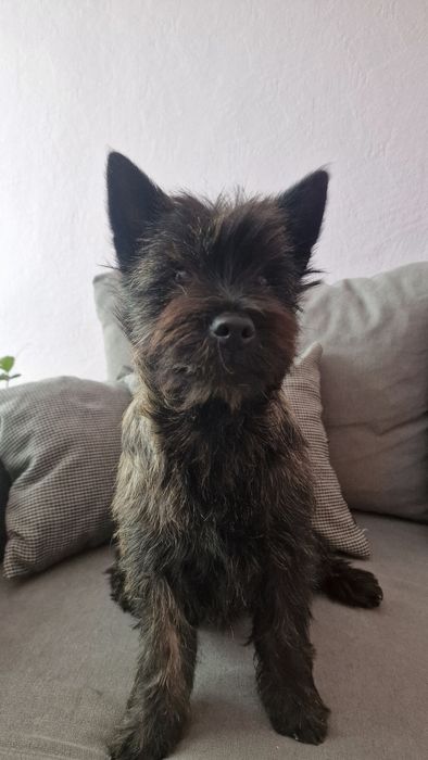 Cudowna Suczka Cairn terrier