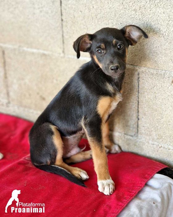 LEVI - Cãozinho bebe para Adoção