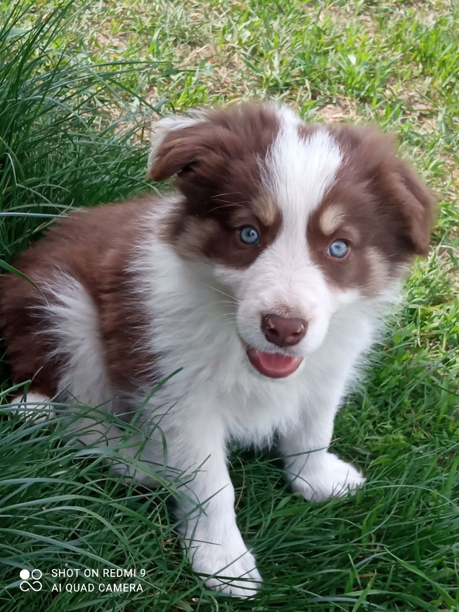 Border Collie czekoladowy tricolor piesek