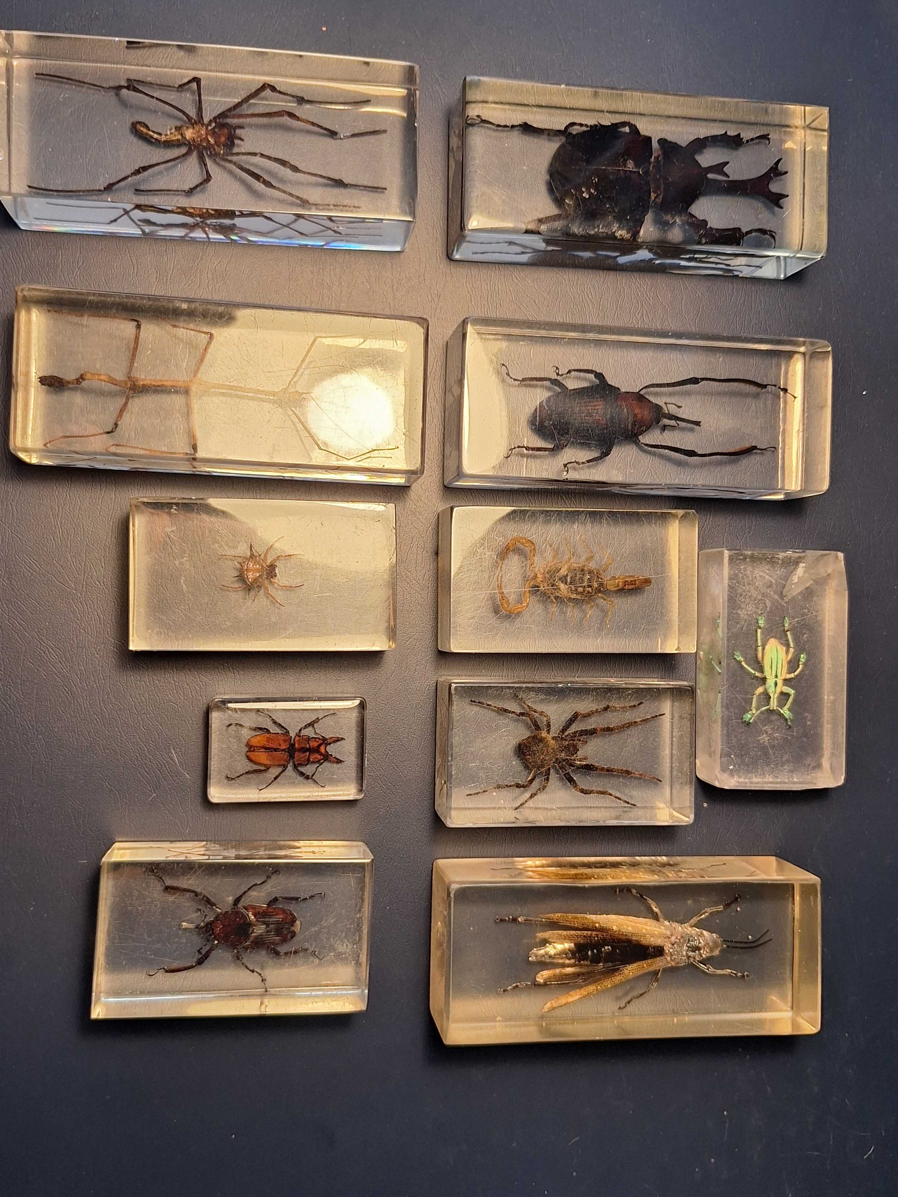 Animais de colecção