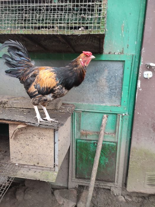 Koguty ozdobne młode