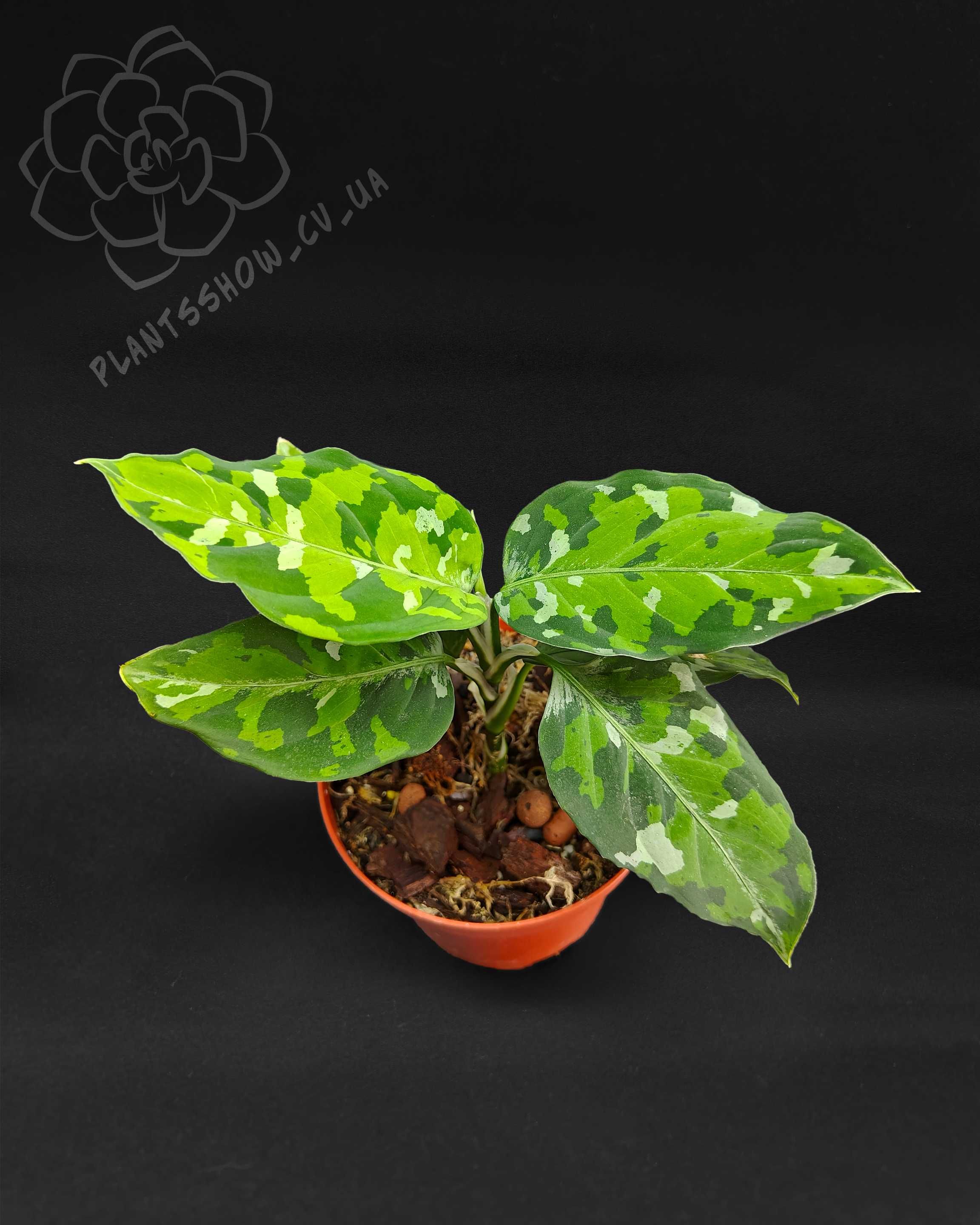 Aglaonema pictum ‘Tricolor’