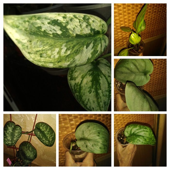 Продам сциндапсус, епипремнум  та  филодендрон