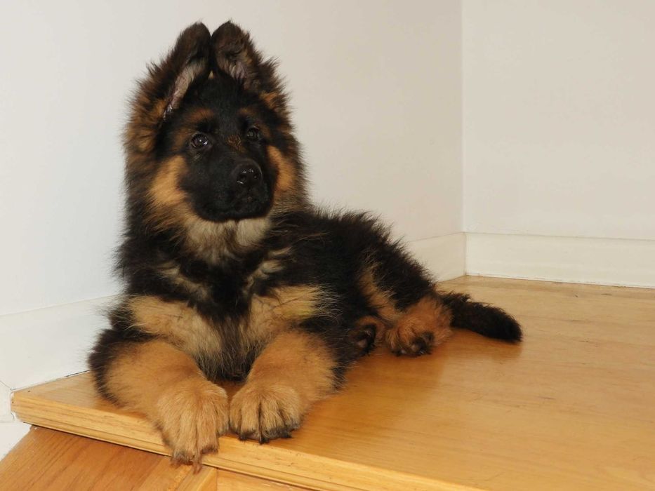 Owczarek Niemiecki Szczeniaki  FCI