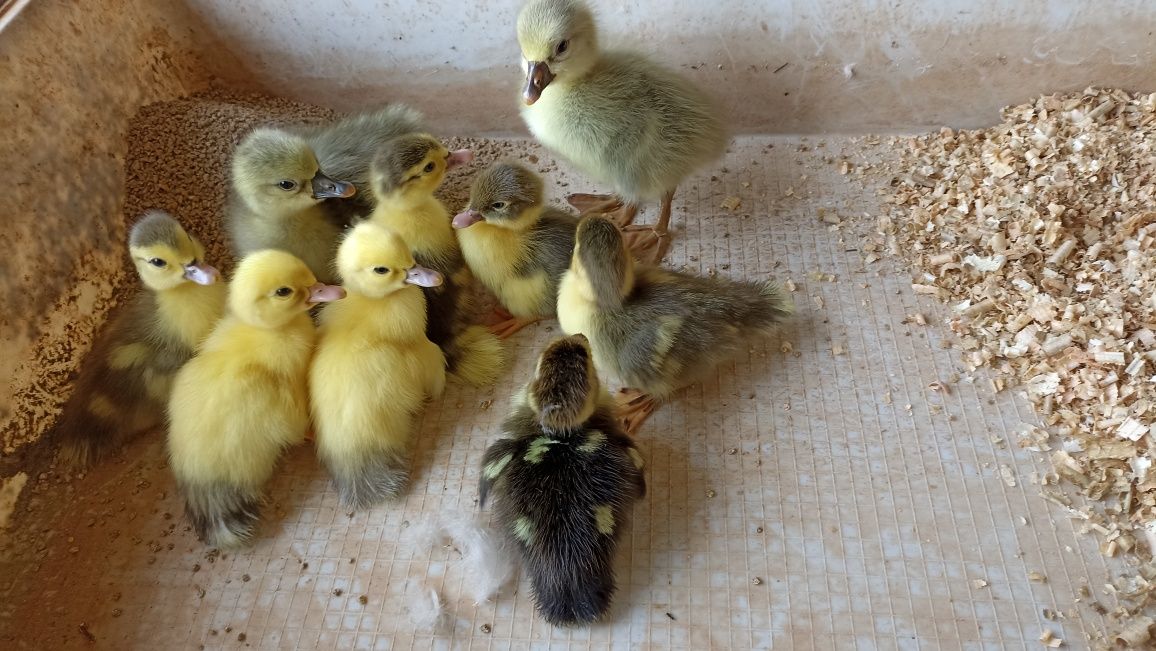 Patos Mudos Grande Porte Branco e Preto para trocar