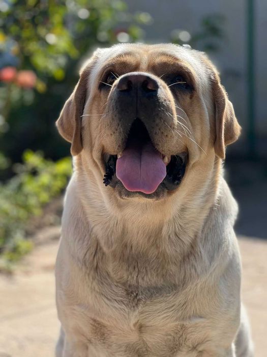 Вязка Лабрадор ретривер