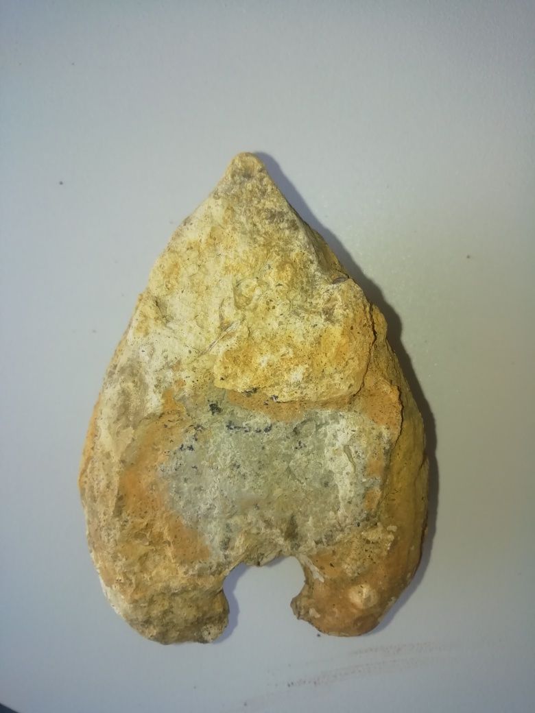 Fóssil de bivalve.