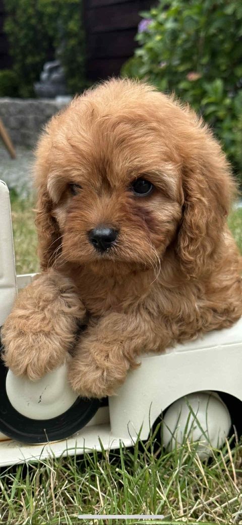 Cudowna dziewczynka Cavapoo