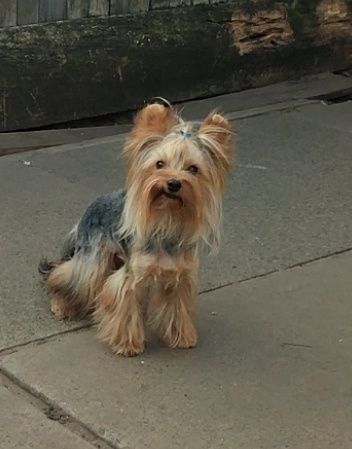 Продам Йоркширьского  тер'ера.